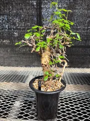 2025年最新】ストックシアナの人気アイテム - メルカリ