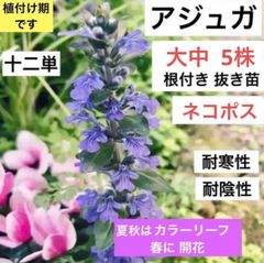 アジュガ苗　十二単　根付き抜き苗　大中  5株　ネコポス