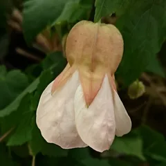 白玉だんご アブチロン半ツル性 苗 花の館オリジナル品種