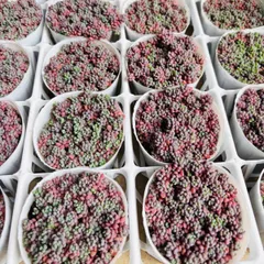 ヘイズ Hz s79M the 