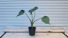 【観葉植物】アロカシア　ククラータ（シマクワイズモ）4号鉢