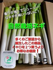 【台風前の値下げしました❗】業者向け❗めっちゃ沢山入ってます❗自然栽培ネギ(葉根切り)　８キロ　極太～SSサイズ