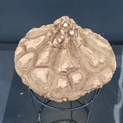 2025年最新】メキシコ亀甲竜の人気アイテム - メルカリ