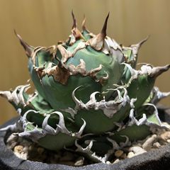 ルンとくつした アガベ　シーザー錦　強棘 アガベ チタノタ 強棘 季節覆輪斑 Agave Titanota 検)オテロイ