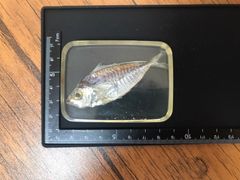 樹脂標本（魚類）