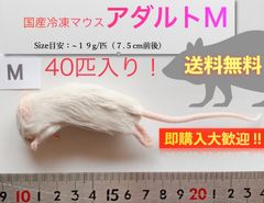 【送料無料】国産冷凍マウスアダルト M40匹入@即購入OK！北海道・沖縄の方も送料無料です！