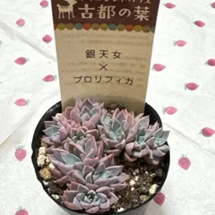 ❣️札付き 多肉植物 セダム 古都の葉さん苗★3苗セット★ ❣️札付き 多肉植物 セダム 古都の葉さん苗☆3苗セット☆