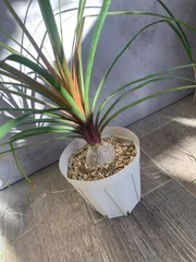 2025年最新】ボーカルネアグラキリスの人気アイテム - メルカリ