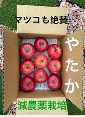 減農薬栽培山形県東根市産　マツコが絶賛したりんご　やたか　2キロ箱満タン