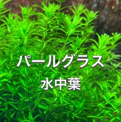 無農薬パールグラス  30本