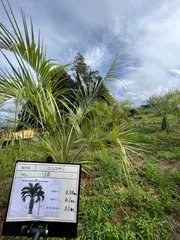 2024年最新】ココス椰子の人気アイテム - メルカリ
