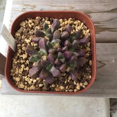 ストマチウム　スアベオレンセ種子　30粒