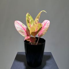 (今期最終)アグラオネマ　レガシー　抜き苗