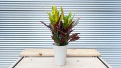 【観葉植物】クロトン　エクセレント　6号鉢