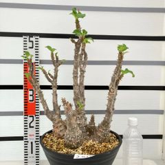 2941 「塊根植物」パキポディウム ウィンゾリXXXL 植え【発根・Pachypodium windsorii・花落ちします・購入でパキプス種子プレゼント】