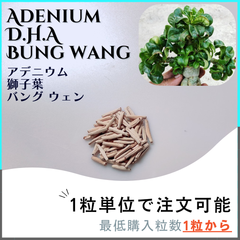【種子】アデニウム 獅子葉 BW / セット割あり 数量1粒から購入OK