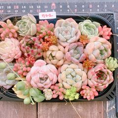 多肉植物 寄せ植えset♡2195 - メルカリ