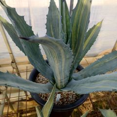 アガベ　アメリカーナ　縞斑　直径約45㎝　AGAVE