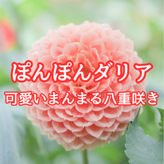 【花の種】ダリア☆ポンポン八重咲き 混色種子 20粒以上！宿根草 球根 切花