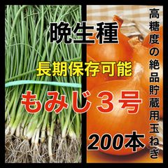 晩生種‼️もみじ３号200本‼️作りやすく長期保存可能‼️高糖度の甘い玉ねぎ‼️玉ねぎ苗