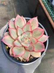 多肉植物 エケベリア ピンクムーンライト 抜き苗 - メルカリ