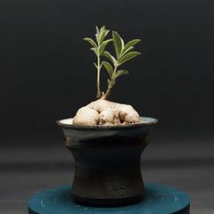 "Raphionacme galpinii" ラフィオナクメ ガルピニー 管理2299
