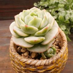 MA170	バニラビス錦	【イータニク】多肉植物　韓国苗　第四種郵便発送