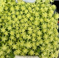 ゴールデンカーペット　大株　セダム　多肉植物