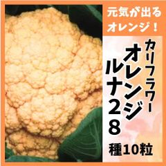 【野菜の種】カリフラワー「オレンジルナ２８」種１０粒～元気が出るビタミンカラー！