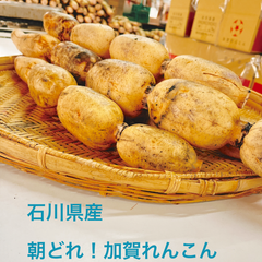 【れんこんの王様】朝どれ　節付き加賀れんこん　5kg