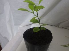 イチオクノホシ様❣️お取置き専用ページ 果樹苗（実生・挿し木）