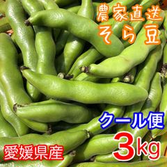 【クール便】とれたて発送 そら豆 3kg 農家直送 ソラマメ 空豆 蚕豆