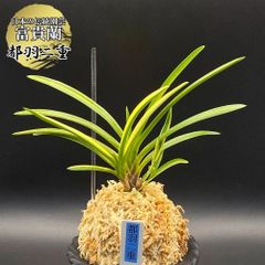 富貴蘭 風蘭 蘭 都羽二重 ミヤコハブタエ 4本立 【現品】 1858-b フウキラン フウラン 送料無料
