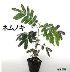 小林康之作.ねむの木と五匹のふくろう