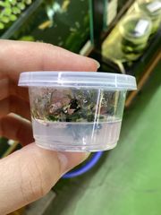 ブセファランドラ sp. クダガンジャパン　組織培養 Bucephalandra sp. kedagang Japan