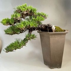 盆栽　千寿丸　H28cmW35cm
