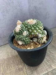 2026年最新】copiapoaの人気アイテム - メルカリ