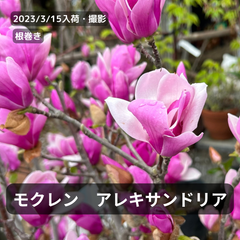 モクレンマグノリア “アレキサンドリア”