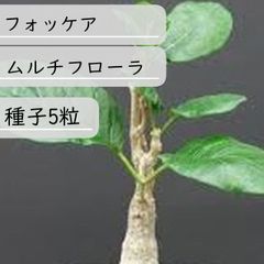 【種子】フォッケア・ムルチフローラ　種子5粒