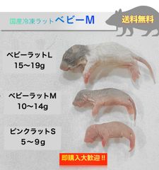 【送料無料】国産冷凍ベビーラットMサイズ10匹入@即購入OK！北海道・沖縄の方も送料無料です！