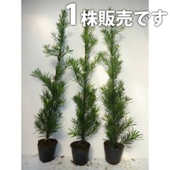 糸魚川真柏 高さ50〜60cm 素材 1本のみ - メルカリ