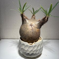 長谷川亀甲竜 4寸 キーホルダー付属 - メルカリ