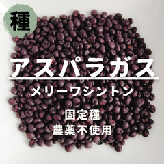 【種】アスパラガス　メリーワシントン　農薬不使用　50粒