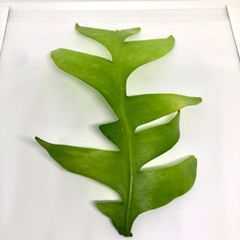 エピフィラム クリソカルディウム  トップカット茎 大きめ