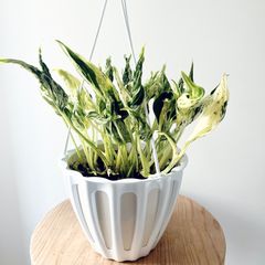 Mサイズ 観葉植物