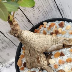 【塊根植物】フィランサス・ミラビリス　Phyllanthus mirabilis