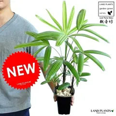 観音竹 高級鉢付き ☆引き取り希望☆ 【公式通販】