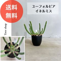 ユーフォルビア イネルミス【送料無料】九頭竜 高さ0.2ｍ 幅0.2ｍ 12cmプラ鉢 タコもの 多肉植物 ドライガーデン インテリア 観葉植物 耐寒性 園芸品種