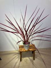 コルジリネ　エレクトリックピンク　5寸　希少　育てやすい　非常に強い　屋外　庭　庭木　ガーデニング　花　植木　インテリア　グリーン　観葉植物　オシャレ　ピンク　カラーリーフ