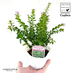 N ミソハギ パープル 10株 まとめ購入希望の方どうぞ♪ N様専用